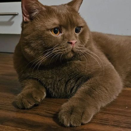 Cinamon BKH Zuchtkater