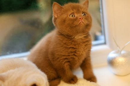 Cinamon BKH Zuchtkater