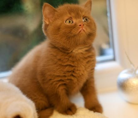 Cinamon BKH Zuchtkater