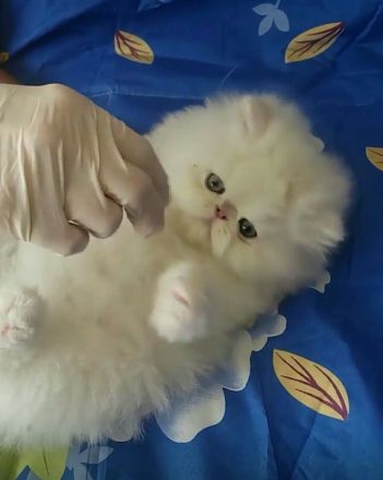 Wunderschöne Perserkatzen