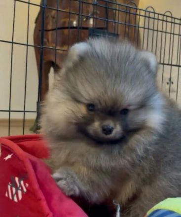 Süßer Pomeranian-Welpe