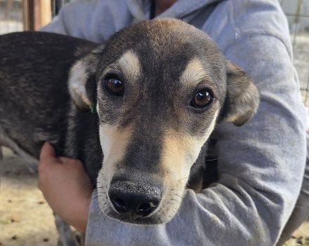 Dennis, feiner, sensibler junger Rüde auf der Suche nach einem Zuhause, 11 M, 51 cm