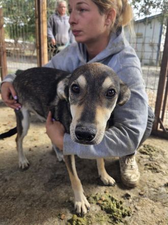 Dennis, feiner, sensibler junger Rüde auf der Suche nach einem Zuhause, 11 M, 51 cm