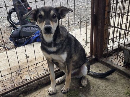 Dennis, feiner, sensibler junger Rüde auf der Suche nach einem Zuhause, 11 M, 51 cm