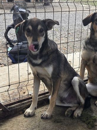 Dennis, feiner, sensibler junger Rüde auf der Suche nach einem Zuhause, 11 M, 51 cm