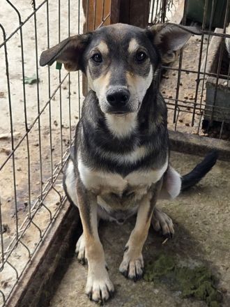 Dennis, feiner, sensibler junger Rüde auf der Suche nach einem Zuhause, 11 M, 51 cm