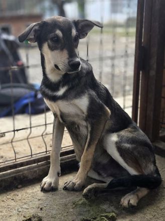 Dennis, feiner, sensibler junger Rüde auf der Suche nach einem Zuhause, 11 M, 51 cm