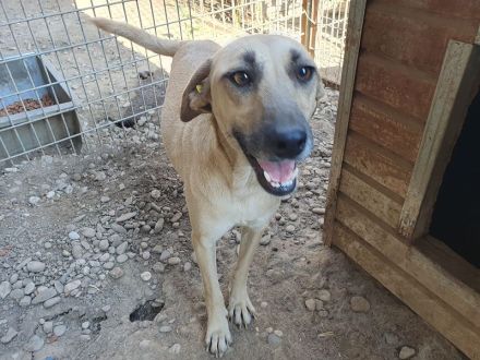 Kaily, fröhlich, aufgeregt, voller Lebensfreude möchte endlich in ihrem Zuhause ankommen, 3 J, 48cm