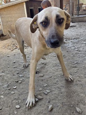 Kaily, fröhlich, aufgeregt, voller Lebensfreude möchte endlich in ihrem Zuhause ankommen, 3 J, 48cm
