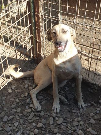 Kaily, fröhlich, aufgeregt, voller Lebensfreude möchte endlich in ihrem Zuhause ankommen, 3 J, 48cm