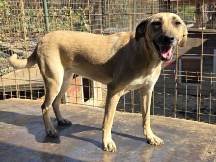 Kaily, fröhlich, aufgeregt, voller Lebensfreude möchte endlich in ihrem Zuhause ankommen, 3 J, 48cm