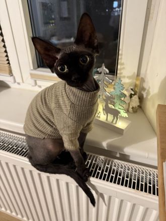 Wurfankündigung Kanadische Sphynx Kitten