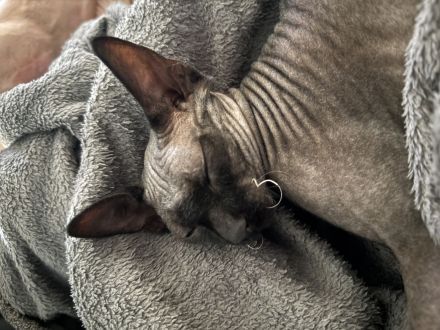 Wurfankündigung Kanadische Sphynx Kitten