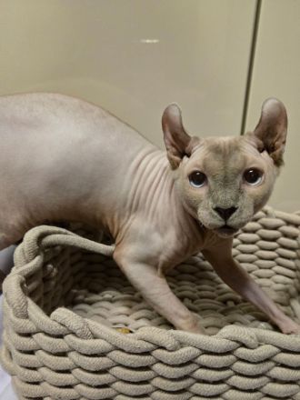 Wurfankündigung Kanadische Sphynx Kitten