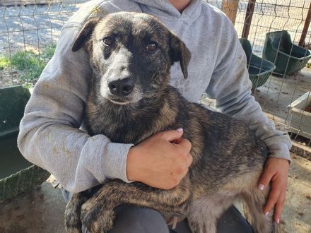 Mable, unsicheres Hundemädchen, das im richtigen Zuhause aufblühen wird, 1,5 J, 47 cm