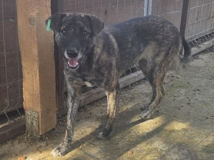 Mable, unsicheres Hundemädchen, das im richtigen Zuhause aufblühen wird, 1,5 J, 47 cm