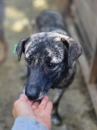 Mable, unsicheres Hundemädchen, das im richtigen Zuhause aufblühen wird, 1,5 J, 47 cm