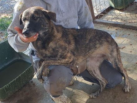 Mable, unsicheres Hundemädchen, das im richtigen Zuhause aufblühen wird, 1,5 J, 47 cm