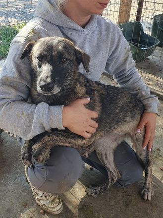 Mable, unsicheres Hundemädchen, das im richtigen Zuhause aufblühen wird, 1,5 J, 47 cm