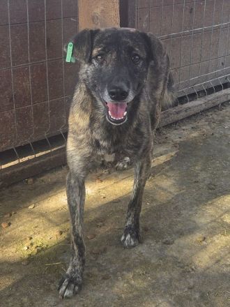 Mable, unsicheres Hundemädchen, das im richtigen Zuhause aufblühen wird, 1,5 J, 47 cm