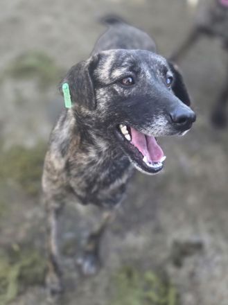 Mable, unsicheres Hundemädchen, das im richtigen Zuhause aufblühen wird, 1,5 J, 47 cm