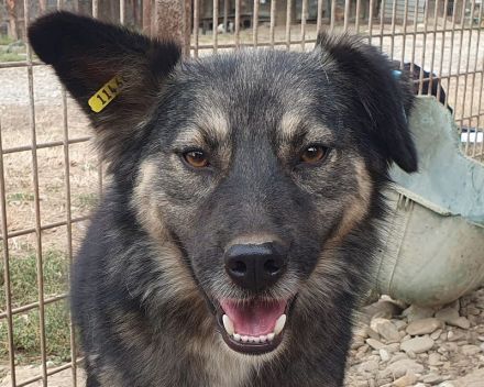 Pearl braucht ein ruhiges, stabiles Zuhause bei einfühlsamen Menschen, 3 J, 48 cm