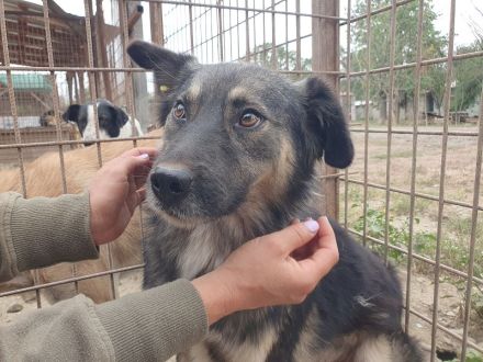 Pearl braucht ein ruhiges, stabiles Zuhause bei einfühlsamen Menschen, 3 J, 48 cm