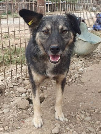 Pearl braucht ein ruhiges, stabiles Zuhause bei einfühlsamen Menschen, 3 J, 48 cm