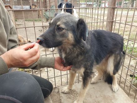Pearl braucht ein ruhiges, stabiles Zuhause bei einfühlsamen Menschen, 3 J, 48 cm