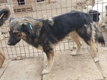 Pearl braucht ein ruhiges, stabiles Zuhause bei einfühlsamen Menschen, 3 J, 48 cm