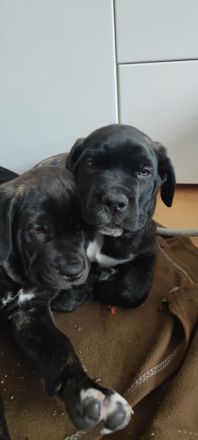 Cane Corso Welpen vom 07.11.2025