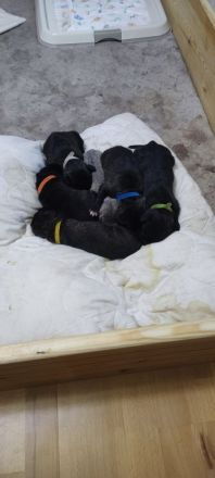 Cane Corso Welpen vom 07.11.2025