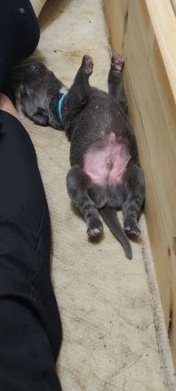 Cane Corso Welpen vom 07.11.2025