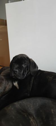 Cane Corso Welpen vom 07.11.2025