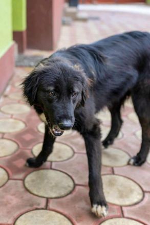 Bounty sucht sein Für-immer-Zuhause