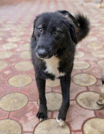 Bounty sucht sein Für-immer-Zuhause