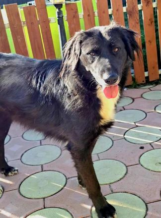 Bounty sucht sein Für-immer-Zuhause