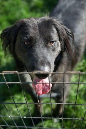 Bounty sucht sein Für-immer-Zuhause