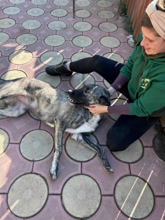 Sunrise sucht ihr Für-immer-Zuhause