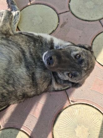 Sunrise sucht ihr Für-immer-Zuhause