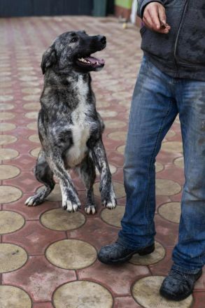 Sunrise sucht ihr Für-immer-Zuhause