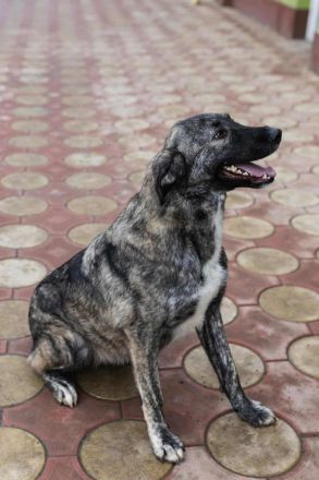 Sunrise sucht ihr Für-immer-Zuhause