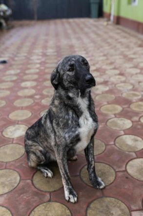 Sunrise sucht ihr Für-immer-Zuhause