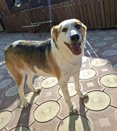 Rio sucht sucht sein Für-immer-Zuhause