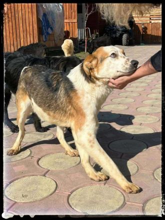 Rio sucht sucht sein Für-immer-Zuhause