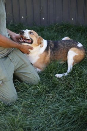 Rio sucht sucht sein Für-immer-Zuhause