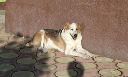 Rio sucht sucht sein Für-immer-Zuhause