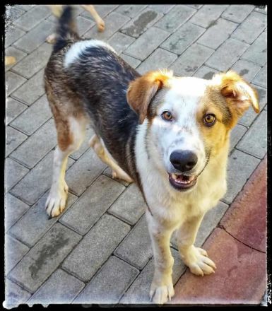 Rio sucht sucht sein Für-immer-Zuhause