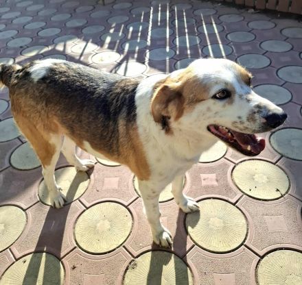 Rio sucht sucht sein Für-immer-Zuhause