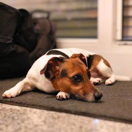 Miska in 81245 München sucht ihr Für-immer-Zuhause